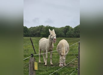 Esel, Stute, 7 Jahre, 130 cm, Cremello