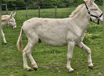 Esel, Stute, 7 Jahre, 130 cm, Cremello