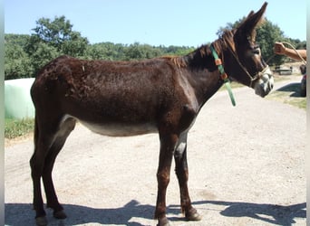 Esel, Stute, 8 Jahre, 148 cm, Rappe