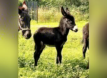 Esel, Stute, Fohlen (06/2023), 100 cm, Rappe