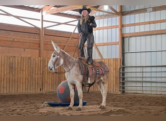 Esel, Wallach, 10 Jahre, 147 cm, Roan-Red