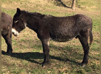 Esel, Wallach, 11 Jahre, 146 cm, Dunkelbrauner