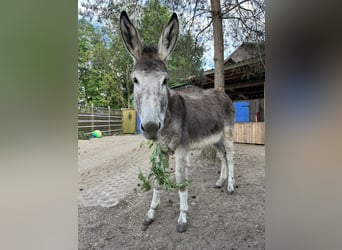 Esel, Wallach, 3 Jahre, 128 cm, Braunfalbschimmel