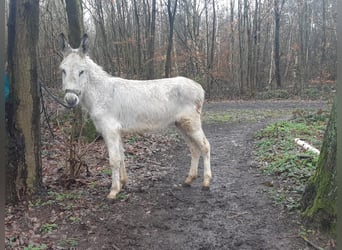 Esel, Wallach, 3 Jahre, 135 cm, Schimmel