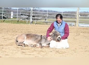 Esel, Wallach, 3 Jahre, 79 cm, Schimmel