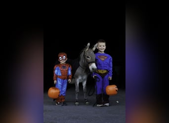 Esel, Wallach, 5 Jahre, 89 cm, Schimmel