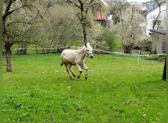 Esel, Wallach, 6 Jahre, 110 cm, Schimmel