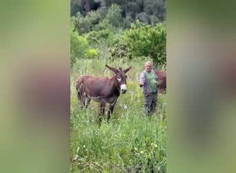 Esel, Wallach, 7 Jahre, 135 cm