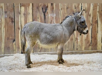 Esel, Wallach, 8 Jahre, 81 cm, Schimmel