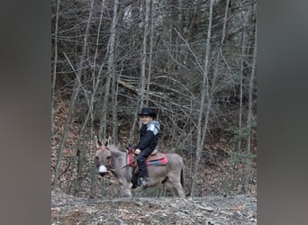 Esel, Wallach, 9 Jahre, 86 cm, Schimmel