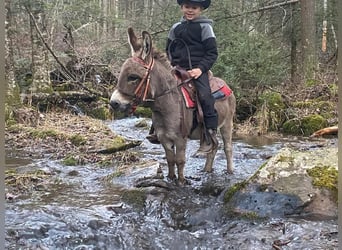 Esel, Wallach, 9 Jahre, 86 cm, Schimmel