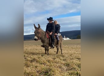 Esel, Wallach, 9 Jahre, 86 cm, Schimmel