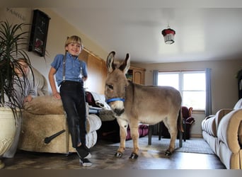 Esel, Wallach, 9 Jahre, 86 cm, Schimmel