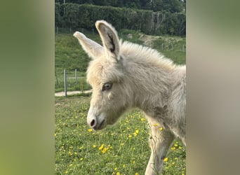 Esel, Wallach, Fohlen (05/2026), 60 cm, Palomino