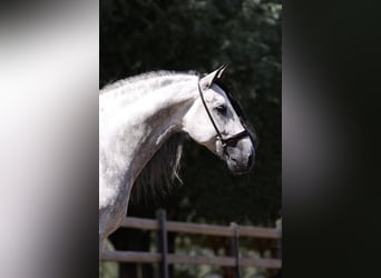 PRE, Hengst, 6 Jahre, 169 cm, Schimmel