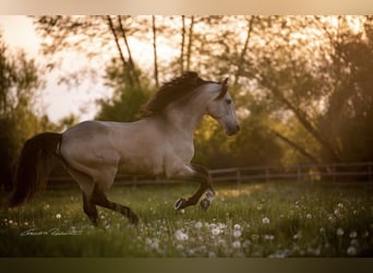 Lusitano, Hengst, 15 Jaar, 164 cm, Buckskin