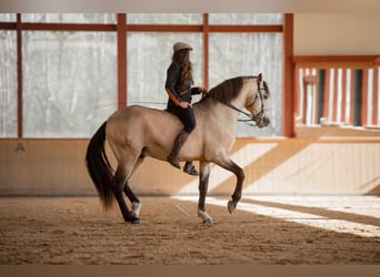 Lusitano, Stallone, 17 Anni, 164 cm, Pelle di daino