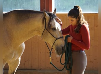 Lusitano, Stallone, 17 Anni, 164 cm, Pelle di daino