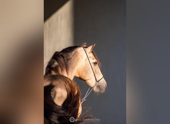 Lusitano, Stallone, 17 Anni, 164 cm, Pelle di daino