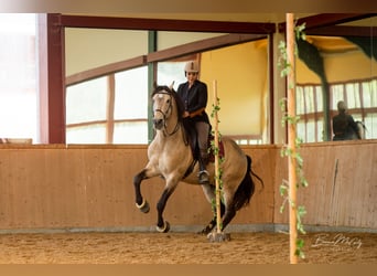 Lusitano, Stallone, 17 Anni, 164 cm, Pelle di daino