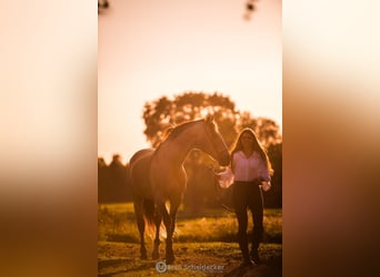 Lusitanos, Hengst, 16 Jahre, 164 cm, Buckskin