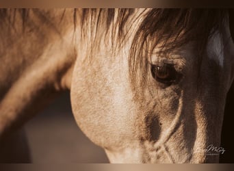 Lusitanos, Hengst, 16 Jahre, 164 cm, Buckskin
