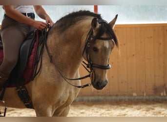Lusitanos, Hengst, 16 Jahre, 164 cm, Buckskin
