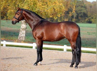 Westphalian, Stallion, 5 years, 17 hh, Brown