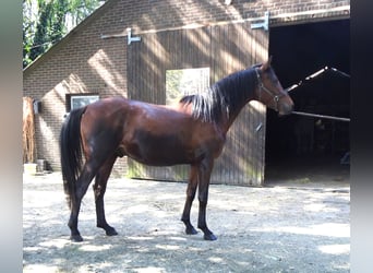 Eurasier, Hingst, 3 år, 156 cm, Brun