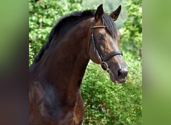 Trakehner, Stallone, 35 Anni, 167 cm, Baio scuro