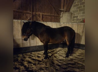 Exmoor-ponny, Hingst, 11 år