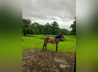 Exmoor-ponny, Hingst, 1 år, 130 cm, Brun