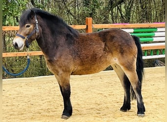 Exmoor-ponny, Sto, 5 år, 135 cm, Brun