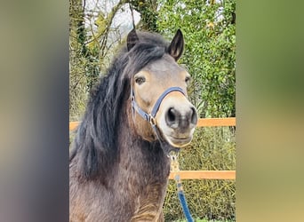 Exmoor-ponny, Sto, 5 år, 135 cm, Brun