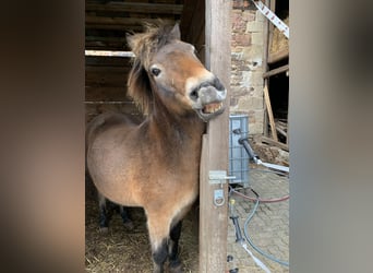Exmoor-ponny, Valack, 15 år, 125 cm, Mörkbrun