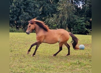 Exmoor Pony Blandning, Wallach, 3 Jahre, 130 cm, Buckskin