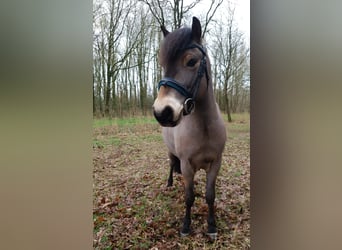 Exmoor-ponny, Valack, 8 år, 122 cm, Brun