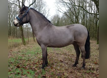 Exmoor-ponny, Valack, 8 år, 122 cm, Brun