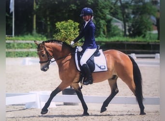 Exmoor Pony, Castrone, 13 Anni, 136 cm, Baio