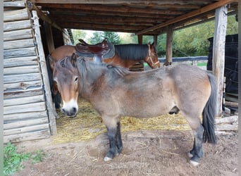 Exmoor Pony, Castrone, 24 Anni, 120 cm, Baio