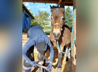 Exmoor Pony, Castrone, 24 Anni, 120 cm, Baio