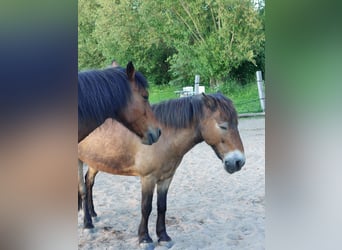 Exmoor Pony, Castrone, 24 Anni, 120 cm, Baio