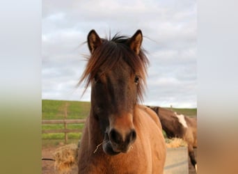 Exmoor Pony Mix, Castrone, 4 Anni, 130 cm, Pelle di daino
