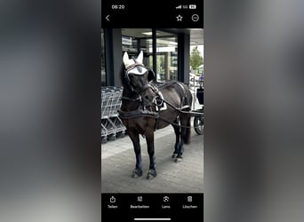 Exmoor Pony, Castrone, 5 Anni, 127 cm, Baio nero