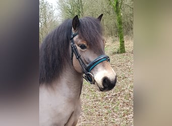 Exmoor Pony, Castrone, 8 Anni, 122 cm, Baio