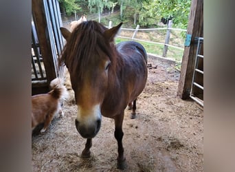 Exmoor Pony Mix, Gelding, 3 years, 12.1 hh