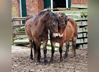 Exmoor Pony, Gelding, 3 years, 12 hh, Brown