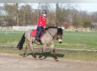 Exmoor Pony, Gelding, 8 years, 12 hh, Brown