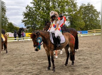 Exmoor Pony, Giumenta, 5 Anni, 127 cm, Baio