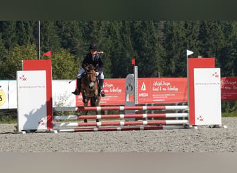 Exmoor Pony, Giumenta, 5 Anni, 127 cm, Baio